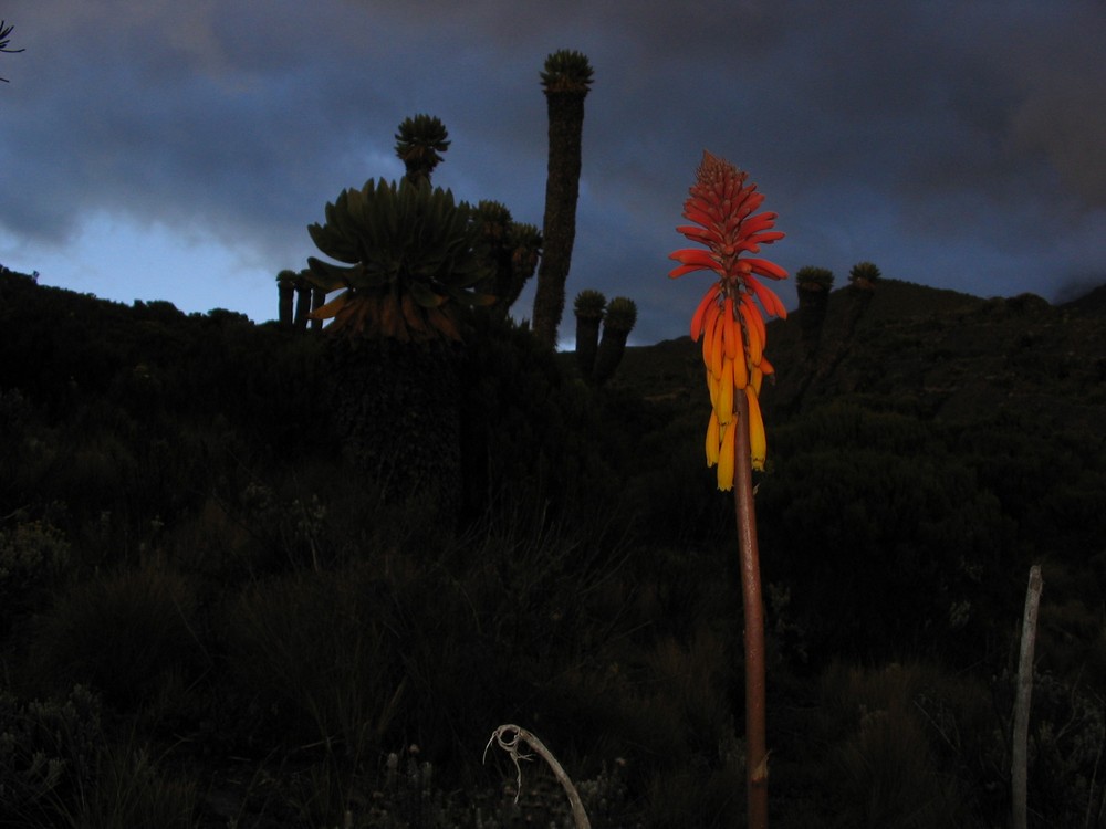 Opet smo došli skoro u mrak na Hormombo hut. Obišao sam malo okolo. Okruživali su nas neki čudni kaktusi sa ćubama na vrhu kao palma. Početkom noći to izgleda kao u filmu Čarobna šuma. Na ekvatoru, pa još na planini, zalak sunca je malo drugačiji.